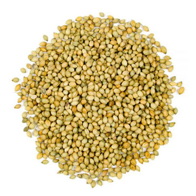 تخم گشنیز